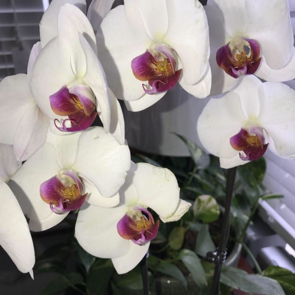 Meet your Posher, Regina